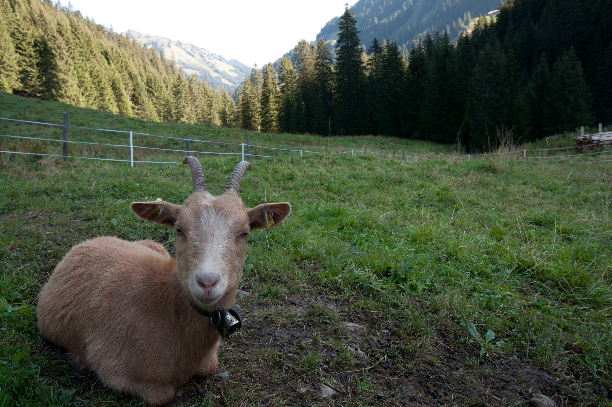 Ziege Ziege